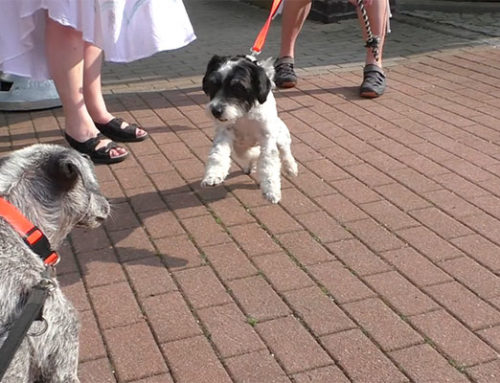 Hund rastet beim Spaziergang aus, bellt und beisst andere Hunde