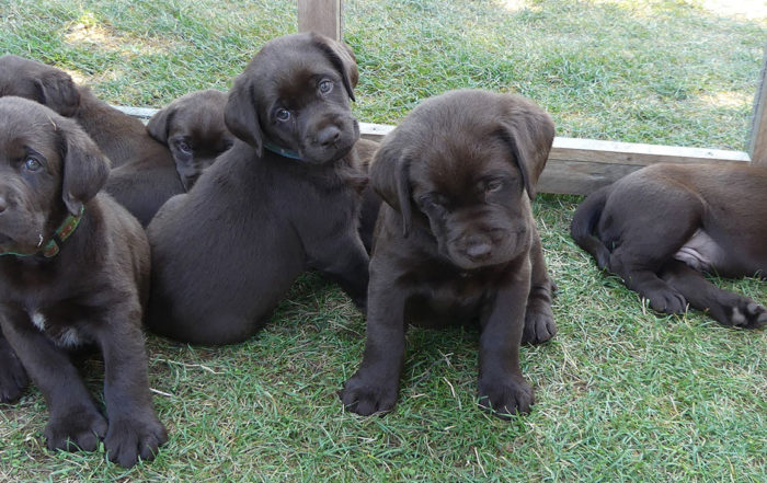 Welpen stubenrein bekommen