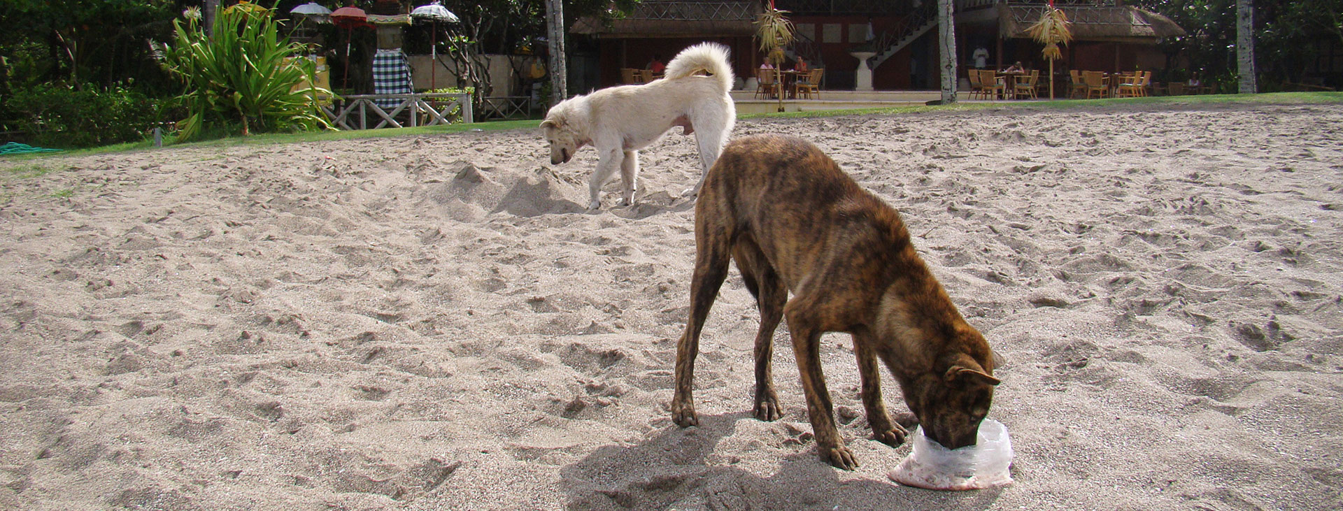 Strassenhunde adoptieren - das solltest du über ihr Verhalten wissen