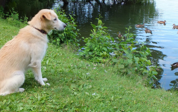 Impulskontrolle beim Hund