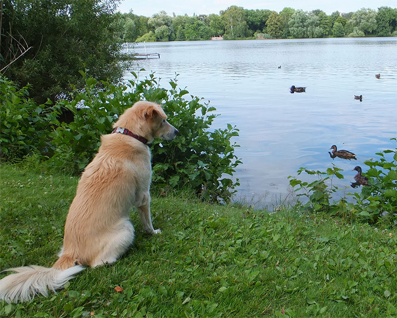 reaktiver Hund reaktiver Hund?