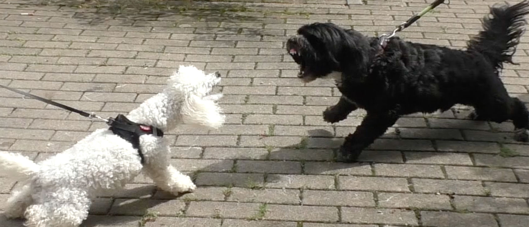 hunde aggression zu artgenossen Hunde- Aggressionen zu Artgenossen