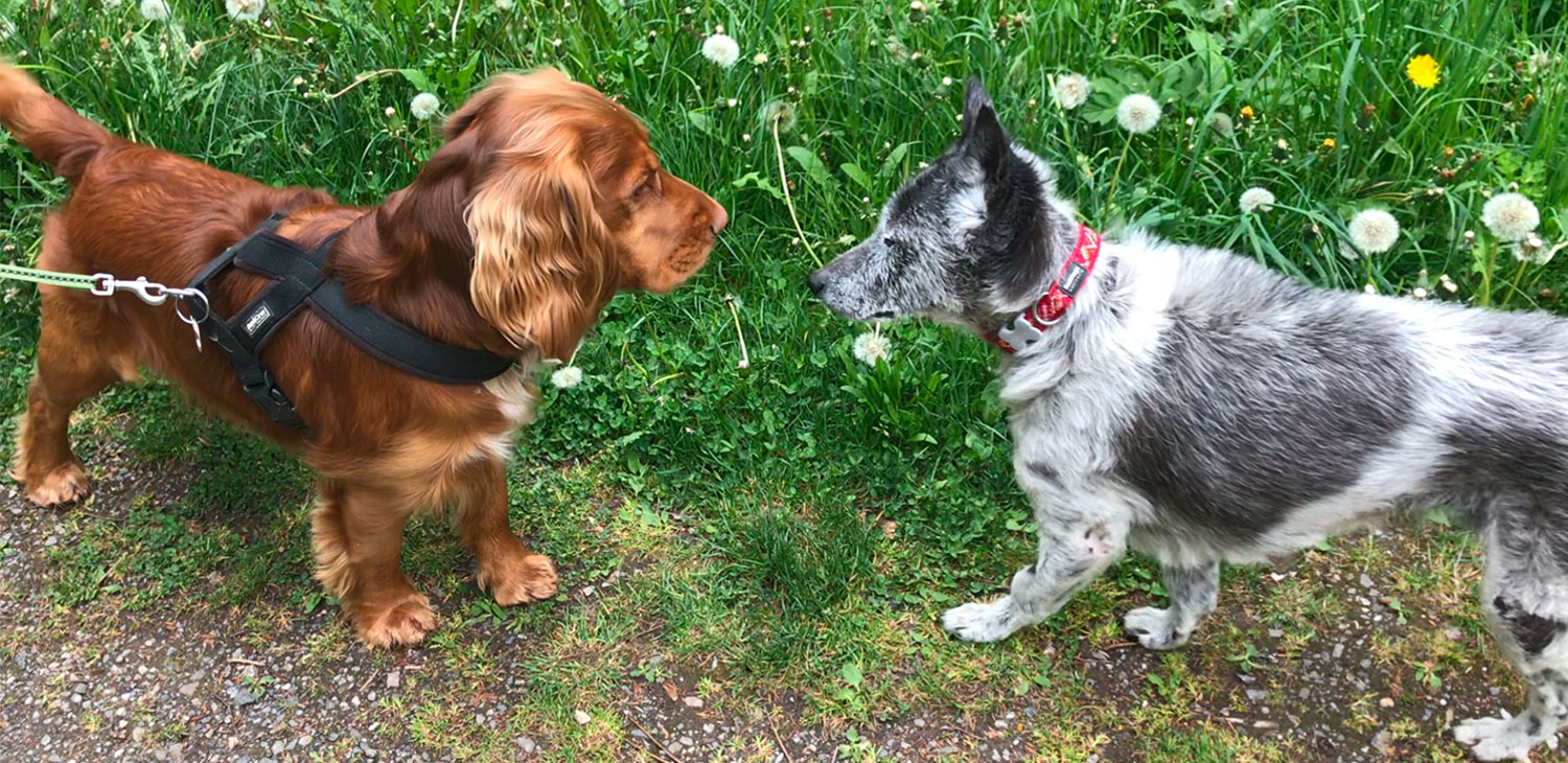 hundebegegnung artgenossen