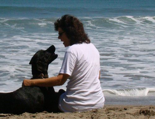 Urlaub mit Hund