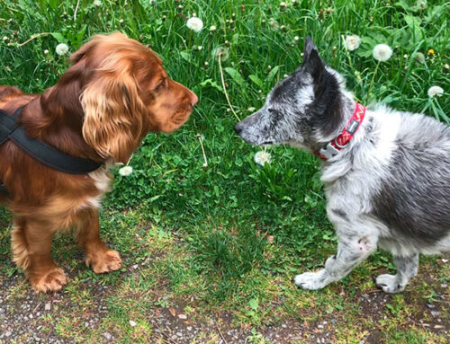 Entspannte Hundebegegnungen üben – so gehts