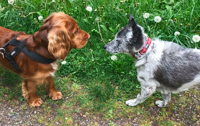 entspannte hundebegegnung