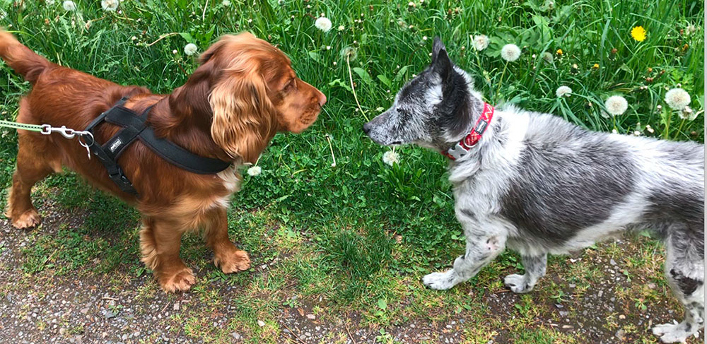 entspannte hundebegegnung