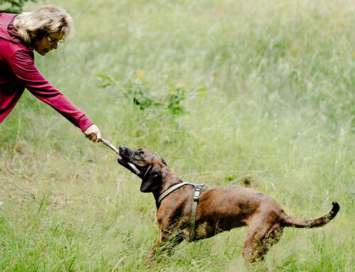 Stress beim Hund durch den Menschen