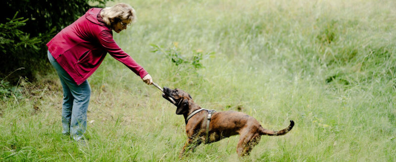 Stress beim Hund mit Mensch