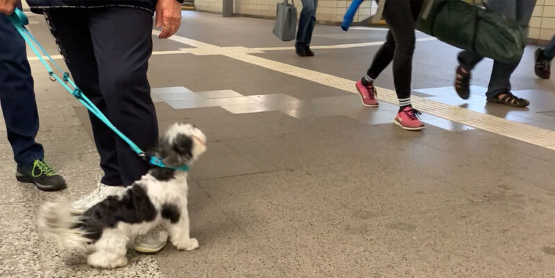 Kleiner Mischlings-Hund bellt im Bahnhof Menschen an