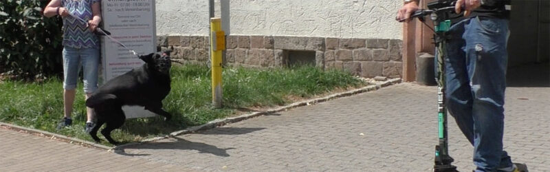 Hund bellt Mensch auf einem E-Roller an