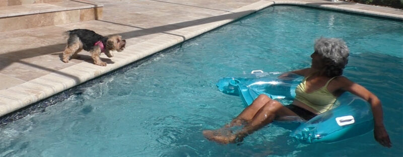 Hund bellt Besucher an, die im Pool schwimmen