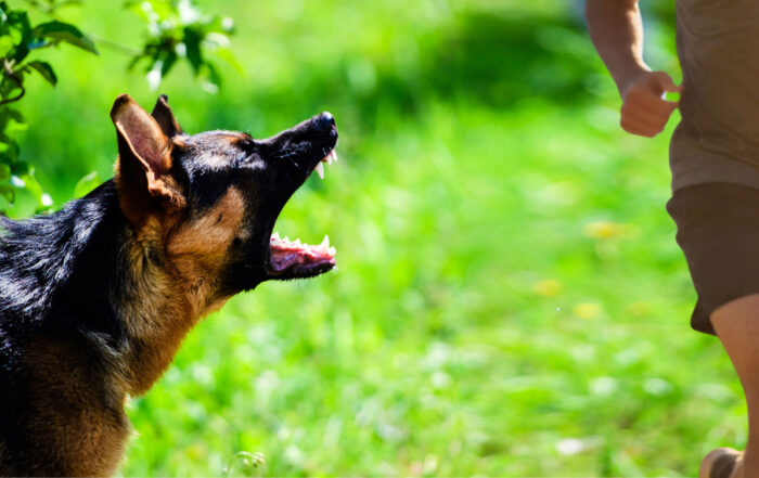Hund bellt einen Jogger an, der vorbeigeht