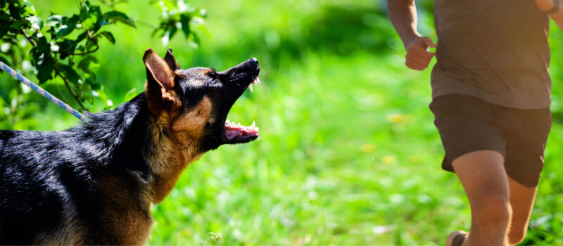 Hund bellt Menschen an, der an ihm vorbeiläuft