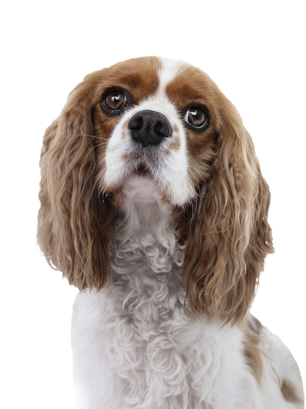 60d76b75ec799_cocker-hund-ausgeschnitten-5472843-1920 Antje Hebel, Expertin für aggressives Hundeverhalten