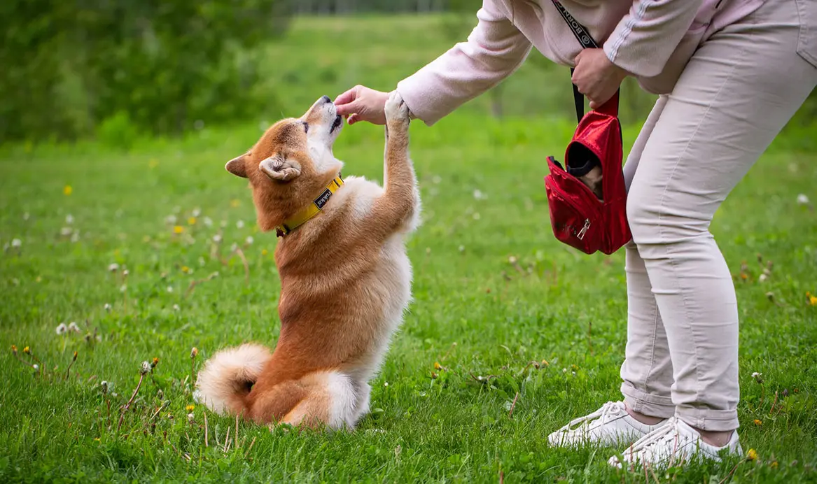 Antje Hebel, Expertin für aggressives Hundeverhalten