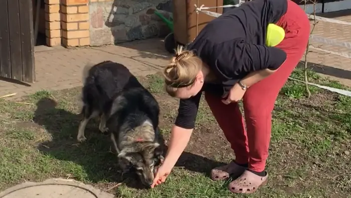 Antje Hebel, Expertin für aggressives Hundeverhalten