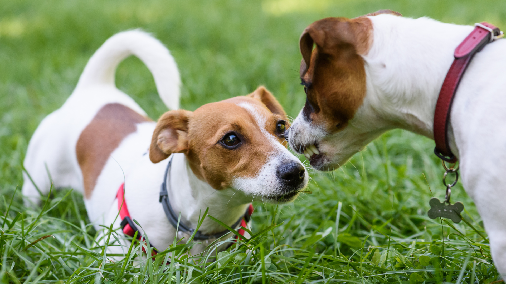 Antje Hebel, Expertin für aggressives Hundeverhalten