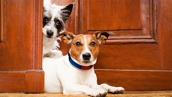Antje Hebel, Expertin für aggressives Hundeverhalten