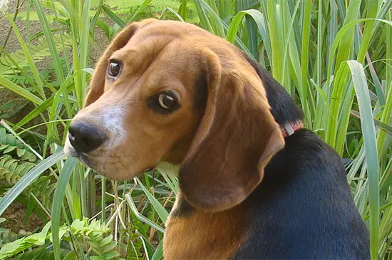 Antje Hebel, Expertin für aggressives Hundeverhalten