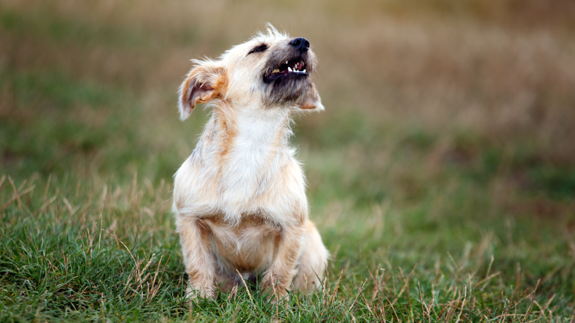 Antje Hebel, Expertin für aggressives Hundeverhalten